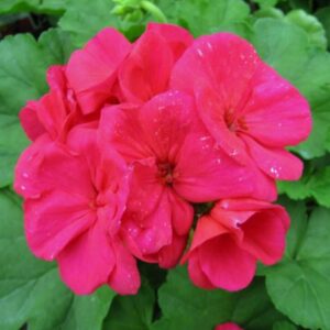 Zonal Geraniums