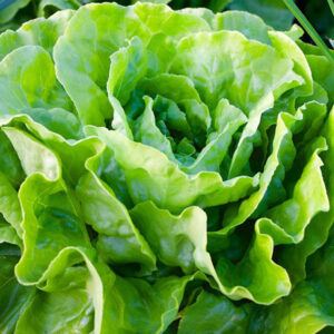 Lettuce for sale